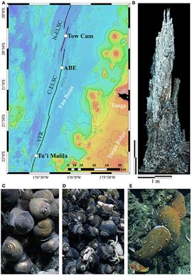 Long-Term Stability of Back-Arc Basin Hydrothermal Vents